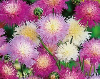 30 Sweet sultan 'Crown Mixture' Seeds---Flower seeds--Plant seeds--Gardening--Seeds--Gift
