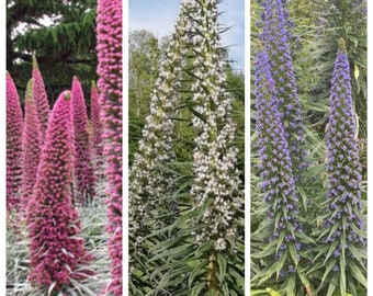 15 ECHIUM 3 couleurs MIX_Tower of Jewels Seeds---Graines de fleurs--Graines de plantes--Jardinage--Graines--Cadeau