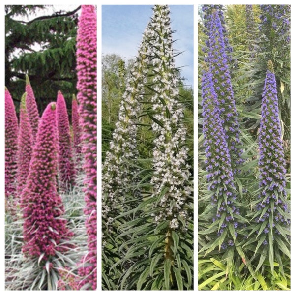 15 ECHIUM 3 couleurs MIX_Tower of Jewels Seeds---Graines de fleurs--Graines de plantes--Jardinage--Graines--Cadeau