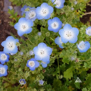 25 Nemophila Menziesii &#39;Baby Blue Eyes&#39; Samen---Blumensamen--Pflanzensamen--Gartenarbeit--Samen--Geschenk