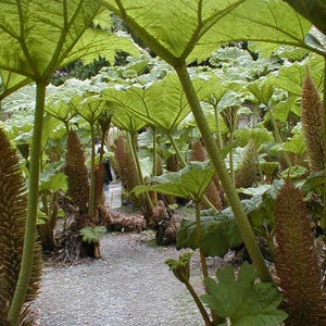 30 GUNNERA MANICATA seeds for sale---Giant rhubarb--Plant seeds---Flower seeds---Gardening---Seeds--Gift