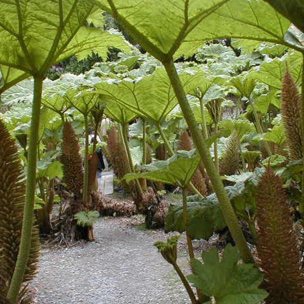 30 graines de GUNNERA MANICATA à vendre ---Rhubarbe géante--Graines de plantes---Graines de fleurs---Jardinage---Graines--Cadeau