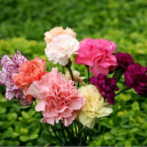 25 Dianthus Barbatus &#39;Crown Double Mix&#39; Seeds---Flower seeds--Plant seeds--Gardening--Seeds--Gift