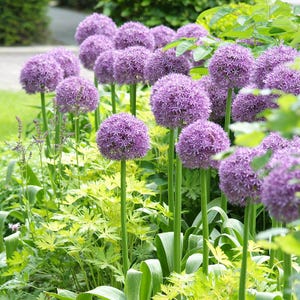 Peut inclure: Une scène de jardin vibrante avec de nombreuses fleurs d'ail pourpre en pleine floraison. Les têtes de fleurs sphériques sont sur de longues tiges vertes, entourées d'un feuillage vert et jaune luxuriant. Les fleurs sont un point focal saisissant.