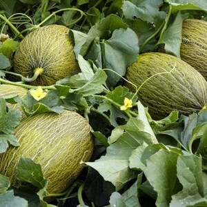 May include: Close-up of several green cantaloupe melons growing on a vine with green leaves. The melons have a textured rind and are surrounded by lush foliage.