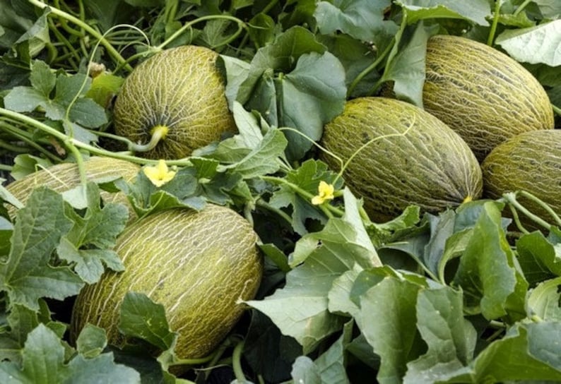 May include: Close-up of several green cantaloupe melons growing on a vine with green leaves. The melons have a textured rind and are surrounded by lush foliage.