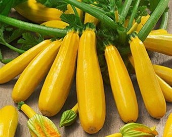 10 Courgette Goldrush F1 seeds----vegetable seeds—plant seeds—seeds gift
