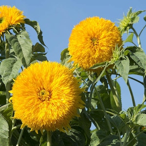 20 SONNENBLUME &#39;Double Sun King&#39; samen---Blumensamen--Pflanzensamen--Gartenarbeit--Samen--Geschenk
