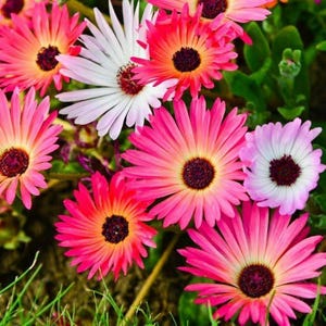 25 Mesembryanthemum Criniflorum &#39;Harlequin&#39; Seeds---Flower seeds--Plant seeds--Gardening--Seeds--Gift