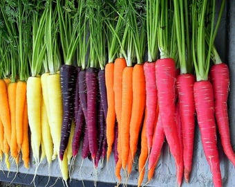 50 nasion marchwi tęczowej mieszanek ----nasiona warzyw, nasiona roślin, nasiona na prezent