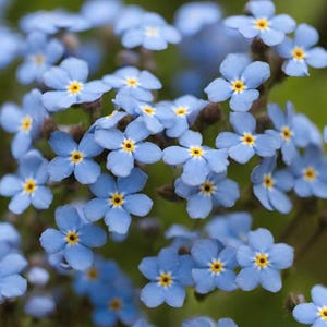 30 Vergissmeinnicht &#39;Indigo Blue&#39; Samen---Blumensamen--Pflanzensamen--Gartenarbeit--Samen--Gift