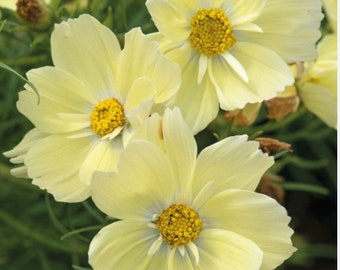 20 semillas de COSMOS 'Lemonade'---Semillas de flores