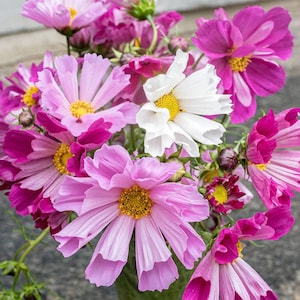 30 COSMOS &#39;Seashells&#39; Mixed seeds---Flower seeds--Plant seeds--Gardening--Seeds--Gift