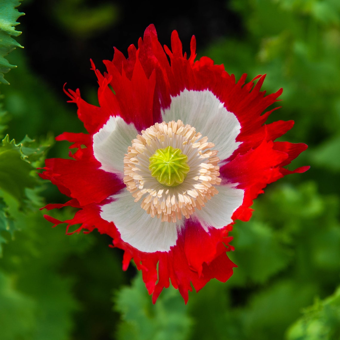 50 POPPY 'danish Flag' Seeds Etsy UK