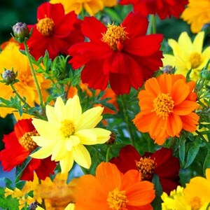 Può includere: Un mazzo di fiori di cosmo colorati in tonalità di giallo, arancione e rosso. I fiori hanno petali delicati e sono disposti in un grappolo.