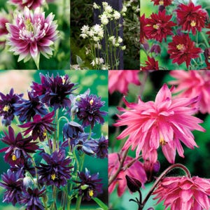 Puede incluir: Un collage de varias flores de Aquilegia coloridas. Las flores muestran una gama de colores, incluyendo púrpura oscuro, rosa brillante, blanco y rojo. Las flores tienen intrincados arreglos de pétalos y centros amarillos, sobre un fondo verde.