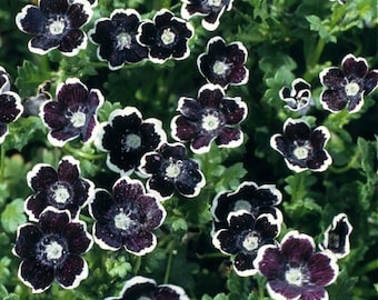 20 Nemophila Menziiesii 'Penny Black' Seeds---Flower seeds--Plant seeds--Gardening--Seeds--Gift