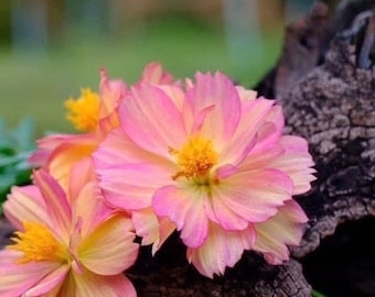 15 sällsynta PEACH COSMOS-frön --- Blomfrön -- Växtfrön -- Trädgårdsskötsel -- Frön -- Gåva