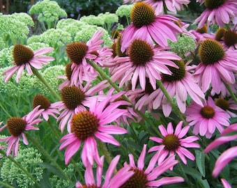 20 semi di Echinacea Purpurea 'Brilliant Star'---Semi di fiori--Semi di piante--Giardinaggio--Semi--Regalo