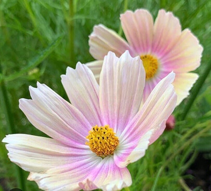 20 COSMOS 'apricot Lemonade' Seeds Etsy UK