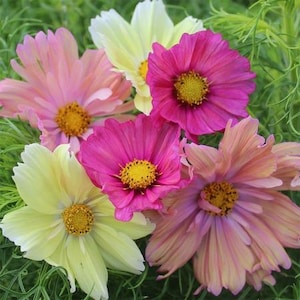 30 COSMOS breeders choice mixed seeds---Flower seeds--Plant seeds--Gardening--Seeds--Gift