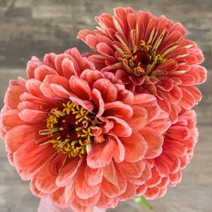 20 Zinnia &#39;Salmon Queen&#39; Seeds---Flower seeds--Plant seeds--Gardening--Seeds--Gift