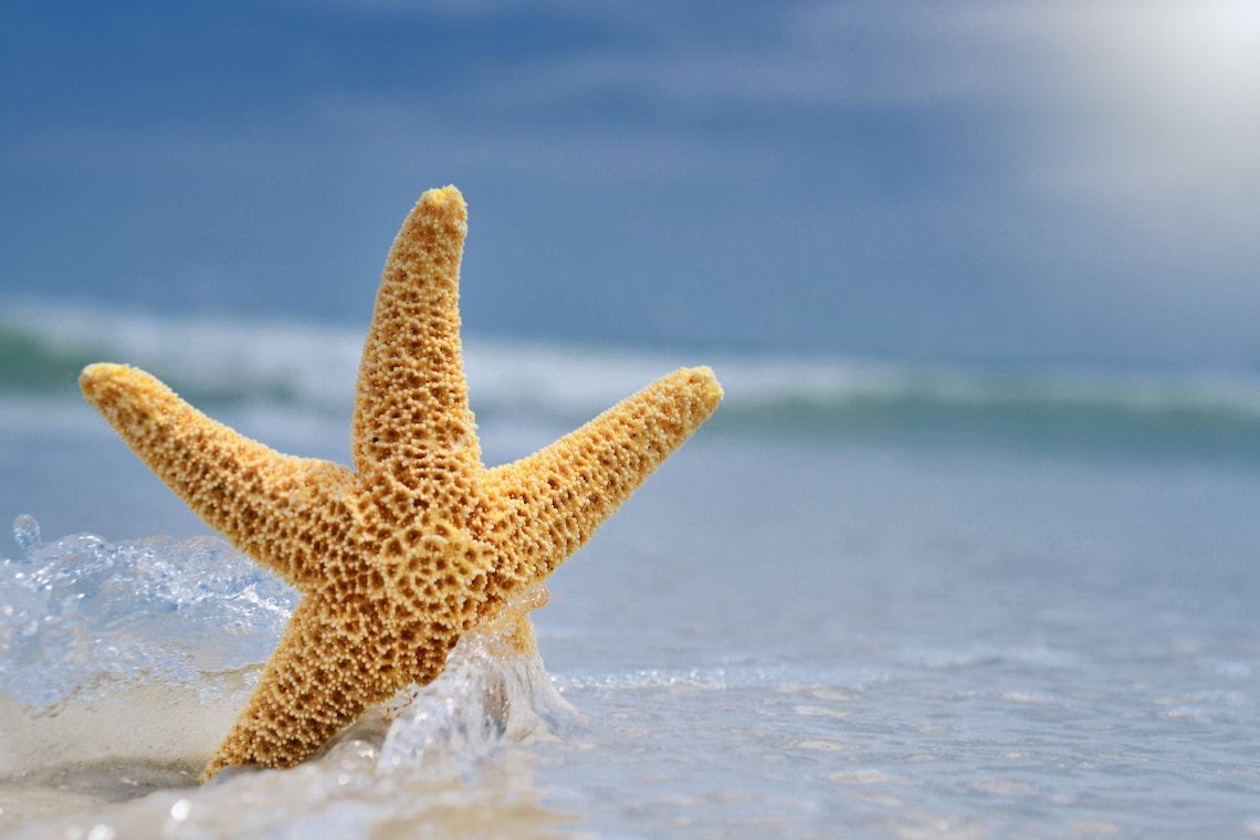 Starfish being splashed by an ocean wave on the beach | Etsy