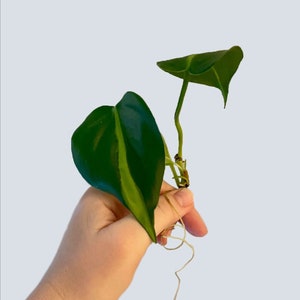 Philodendron Hederaceum -  Philodendron Brasil - Clipping