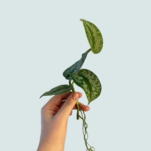 Scindapsus Pictus Exotica - Satin Pothos (Large Leaves)