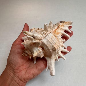 May include: A large, off-white murex seashell featuring a complex, spiky structure with multiple elongated, pointed protrusions extending from its central body. The shell displays natural tan and brown color variations along its textured ridges.