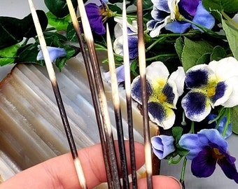 May include: A set of seven natural brown and white porcupine quills. The quills are arranged in a hand, with the tips pointing upwards. The quills are approximately 6 inches long.