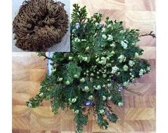 thumbnail image 2 of Jericho Flower – 12 Pack Bulk – Rose Of Jericho / Resurrection Flower, Whole Dried 2 of 5