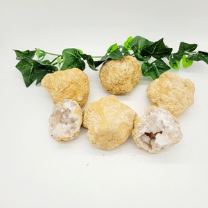 Puede incluir: Seis cristales de geoda beige con cristales de cuarzo blanco en su interior. Las geodas están dispuestas en semicírculo sobre una superficie blanca con hojas de hiedra verde detrás.