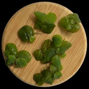 Pianta galleggiante a radice rossa (Phyllanthus fluitans) – Pianta acquatica vivente galleggiante