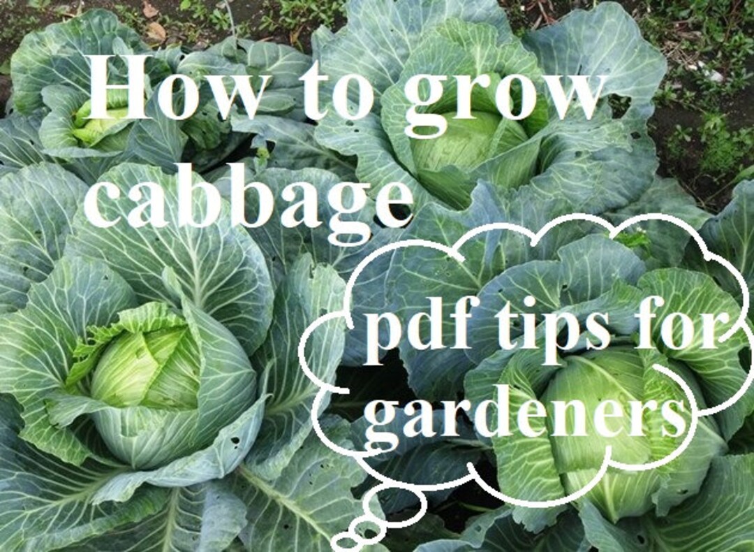 How to Grow Cabbage in the Best Way - Useful Tips - Etsy