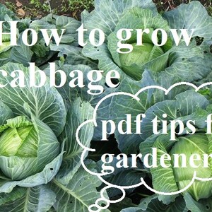How to grow cabbage in the best way - useful tips