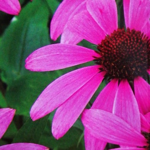 Echinacea purpurea