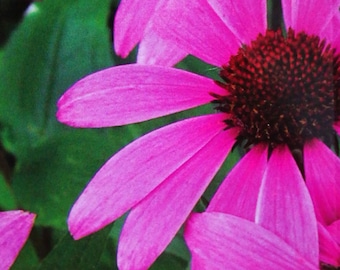 Echinacea purpurea