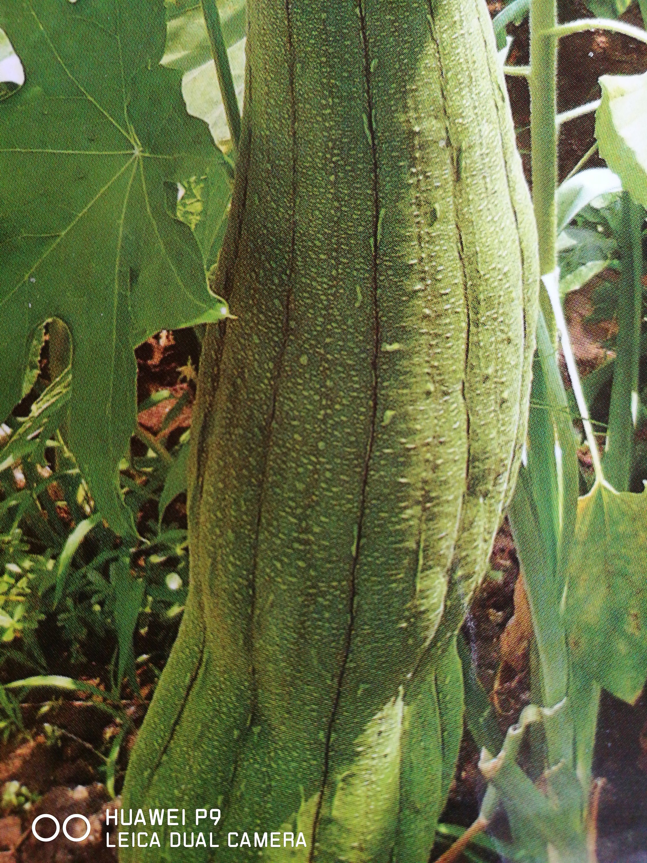 Las Semillas De Calabaza, Semillas De Luffa Luffa Calabaza Esponja, 25