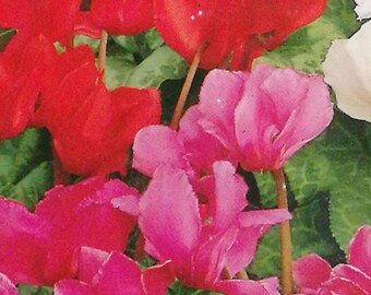 Semillas de flores de ciclamen, semillas de ciclamino, colores mezclados