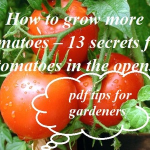 Op de afbeelding: Close-up van rode, rijpe tomaten die aan een wijnstok groeien. De tekst "How to grow more tomatoes - 13 secrets for tomatoes in the open." wordt boven de tomaten weergegeven. Een gedachtewolk met de tekst "pdf tips for gardeners" bevindt zich onder de tomaten.