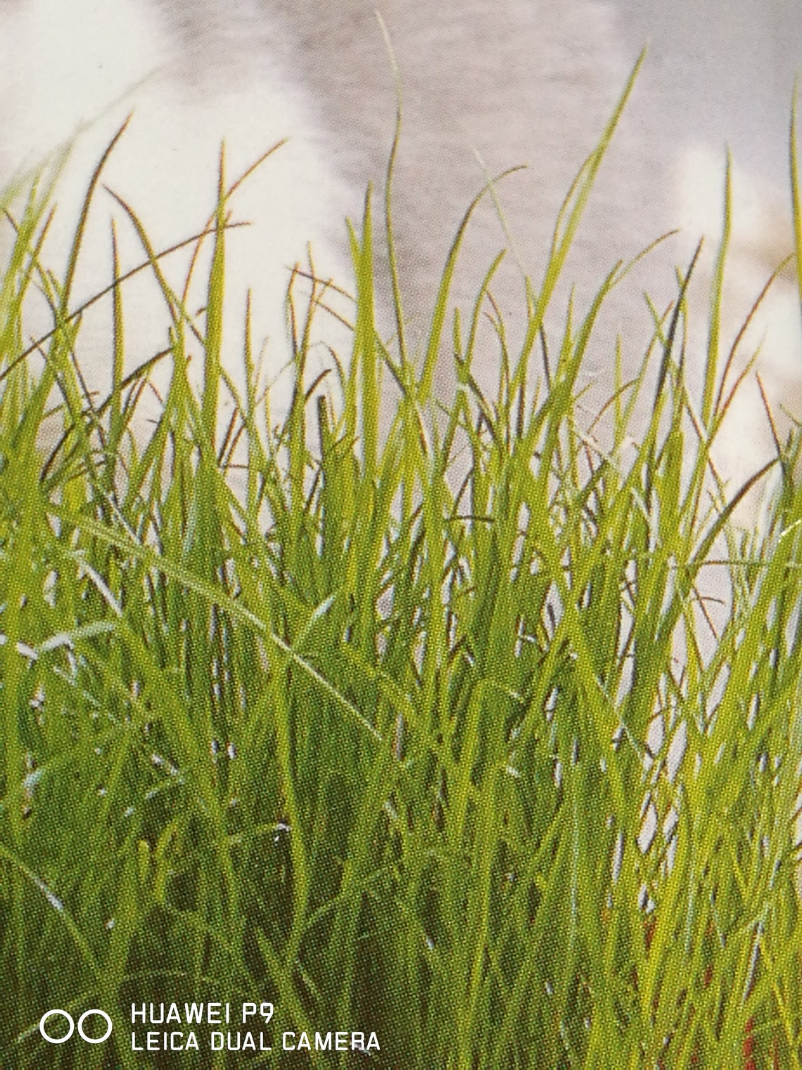 Cat Grass common oats Organic Heirloom GMO Free Poaceae Etsy