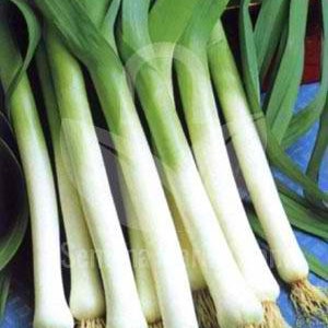 Leek Starozagorski Jamush Bulgarian giant leeks Heirloom seeds
