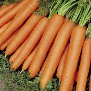 Daucus carota Nantes