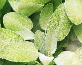 Semi Di Salvia Officinalis - Erba Aromatica, Per Cucina E Orto - Foto 2