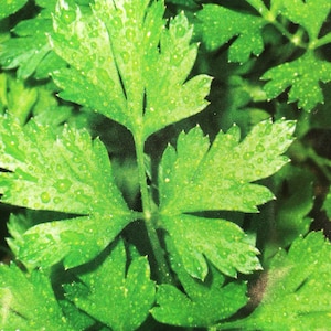 May include: Close-up of fresh green parsley leaves with water droplets. The leaves are arranged in a cluster, showing their delicate texture and vibrant colour.
