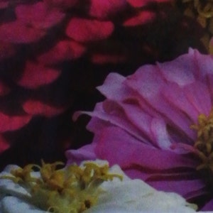 Zinnia elegance - mix