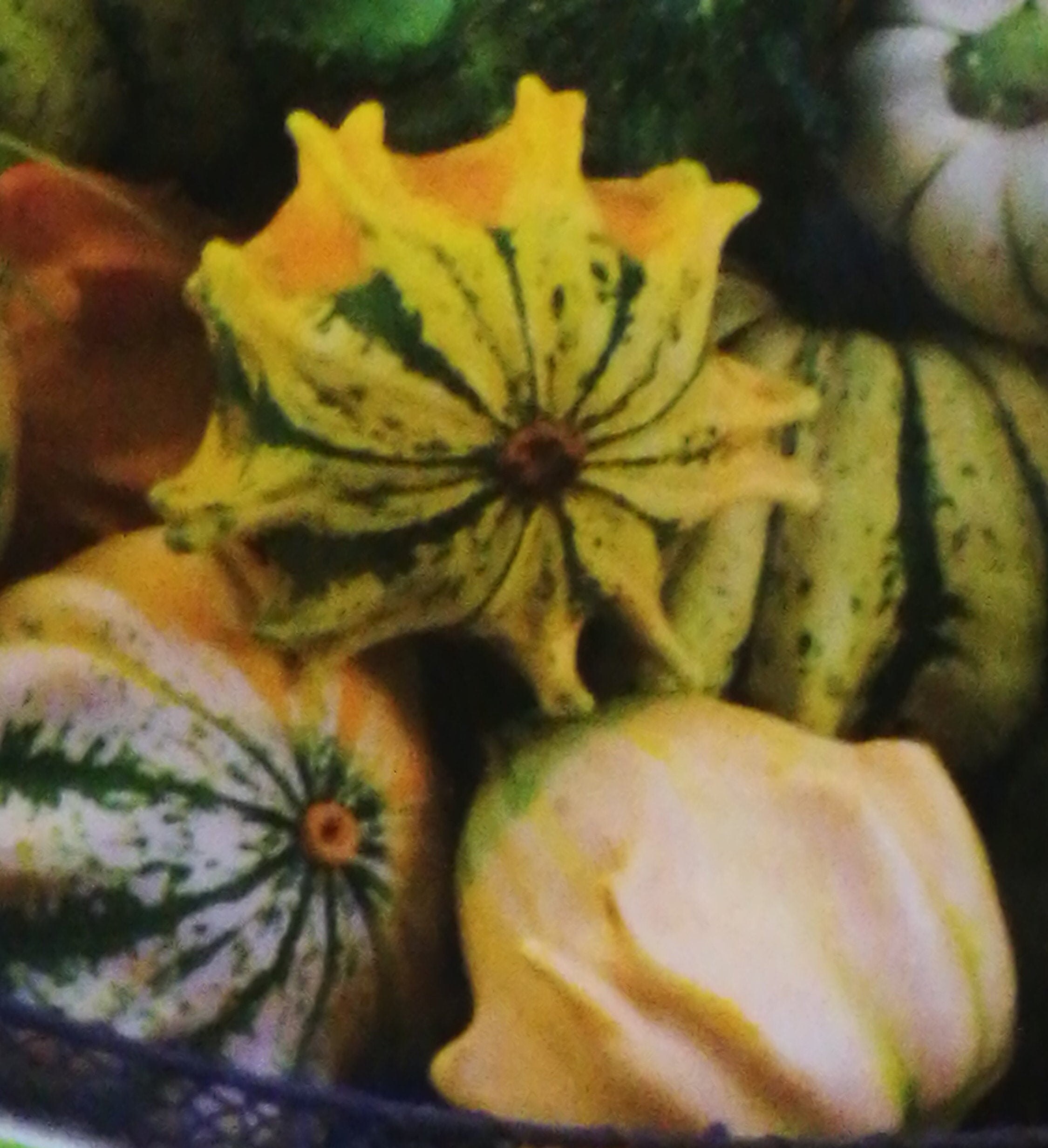 Ornamental Pumpkin Gourds Seeds Vegetable Heirloom NON GMO Etsy UK