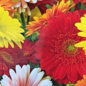 May include: A bouquet of colourful gerbera daisies in shades of red, orange, yellow, and white. The flowers are arranged in a cluster, with the red daisies in the centre.