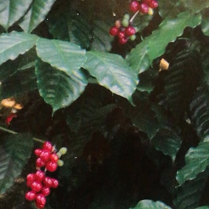 May include: Close-up of a coffee plant with green leaves and clusters of red coffee beans.